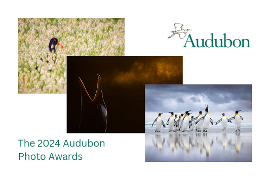 2024 Audubon Photo Awards Top 100