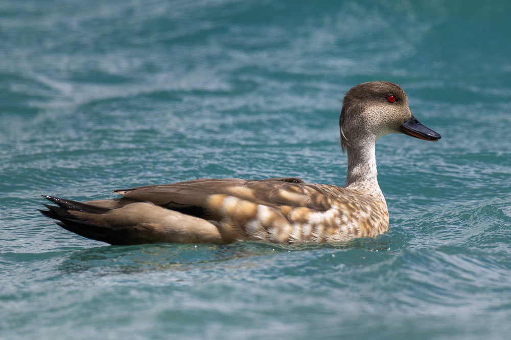 Crested duck swimming in a body of water