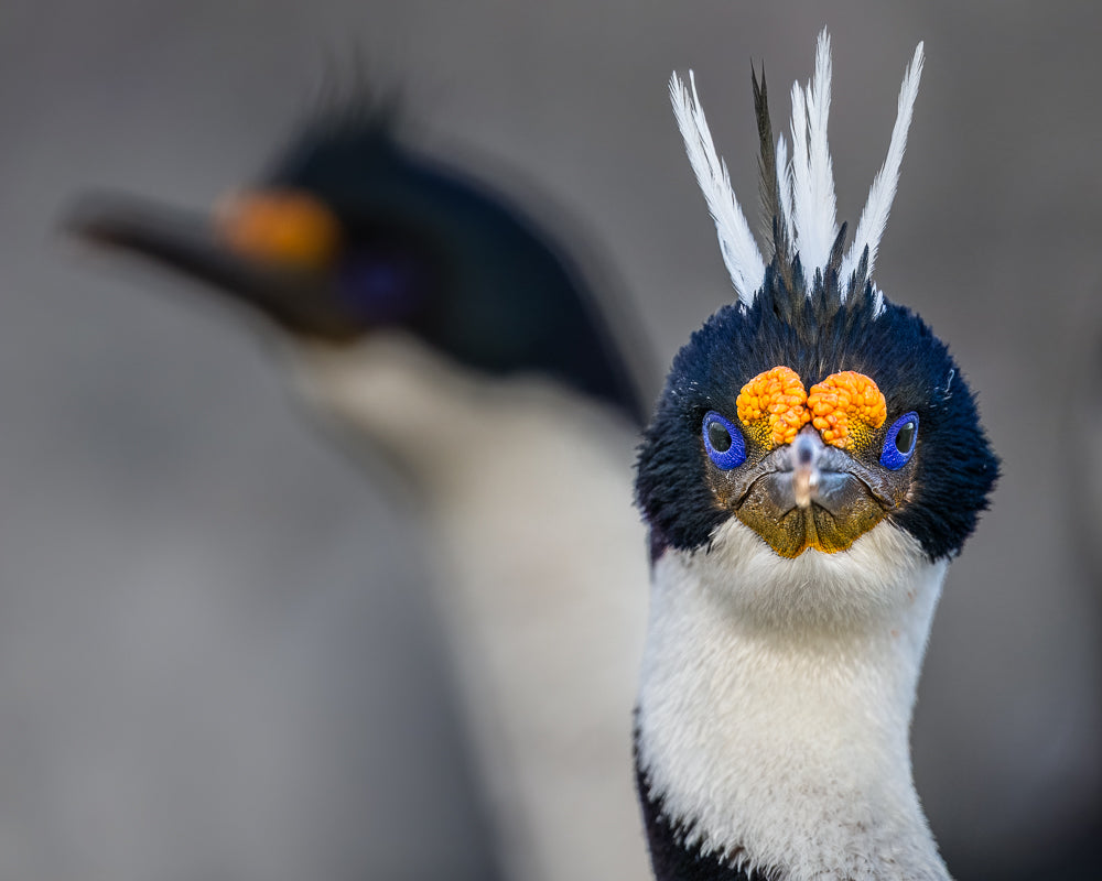 Imperial cormorant, Bleaker Island