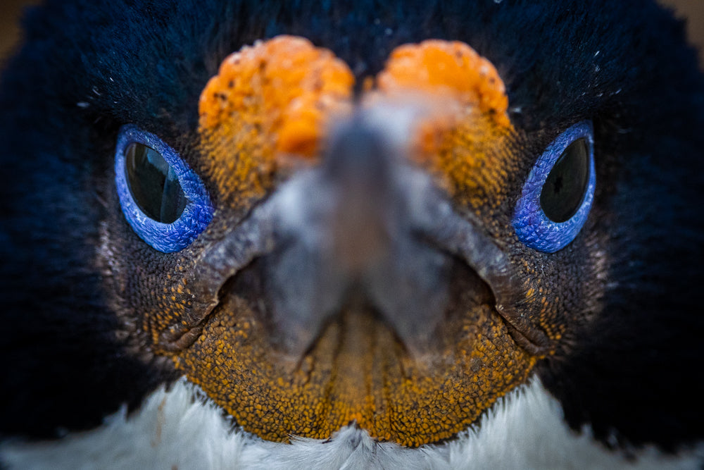 Imperial Cormorant Portrait