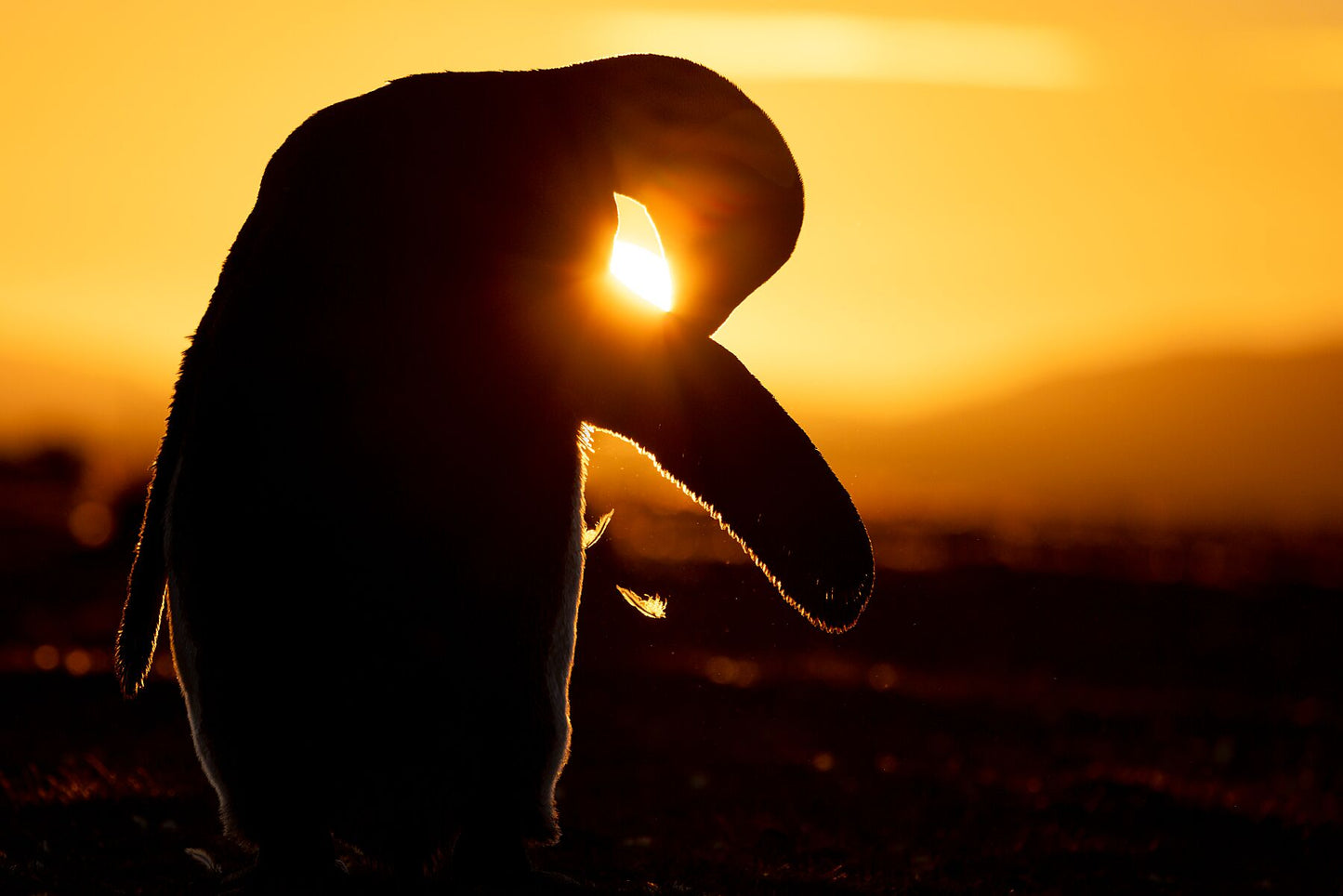 Watch king penguins up close in the most gorgeous sunset colors, a sight you will never forget during my wildlife photography workshop in the Falkland Islands