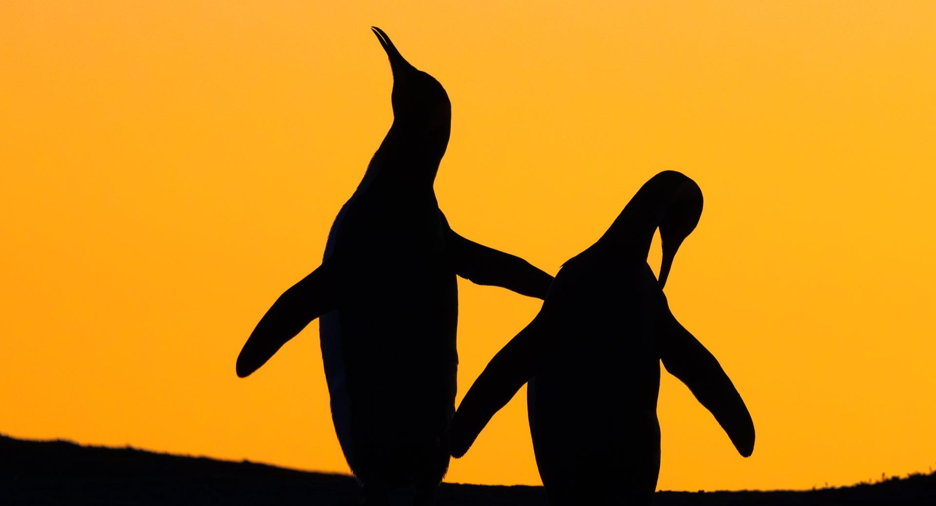 A pair of king penguins backlit against a golden sunset in the Falkland Islands, the destination of this unique hands-on wildlife photography workshop.