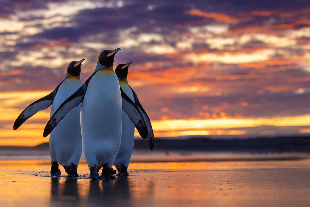 Three penguins walking on a beach at sunset with a colorful sky.