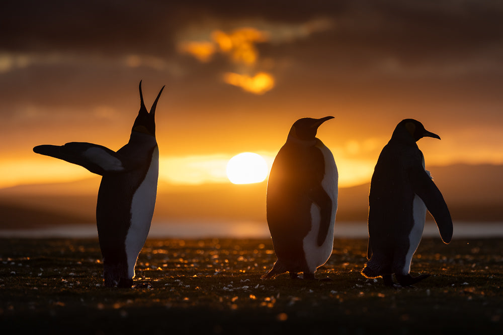 Three penguins silhouetted against a sunset sky