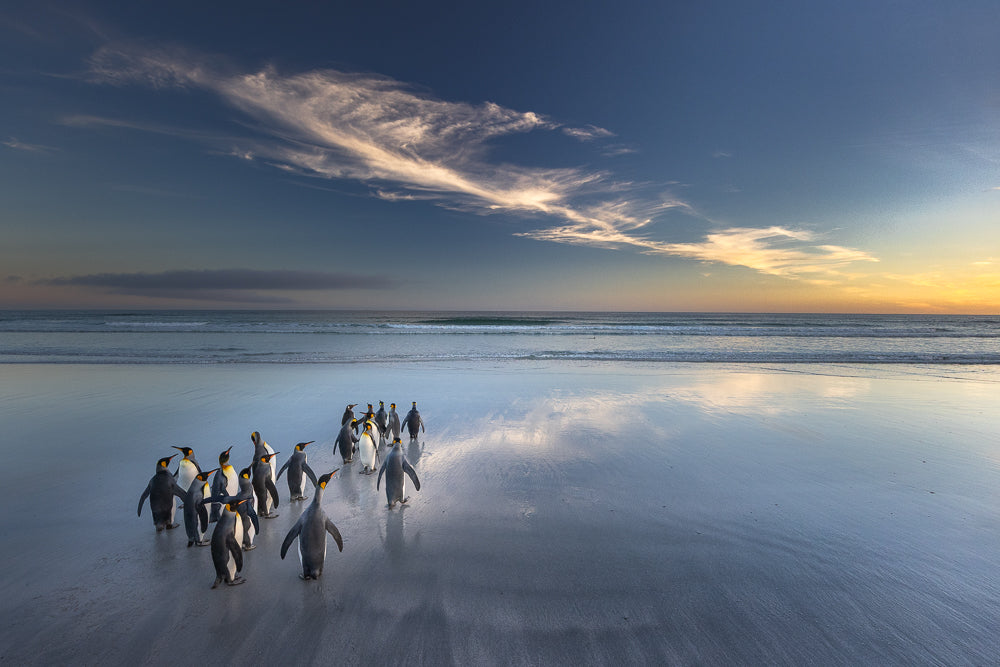 Group of penguins walking on a beach with a sunset sky