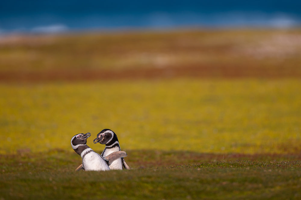 Two penguins standing close to each other on a grassy field with a blurred natural background