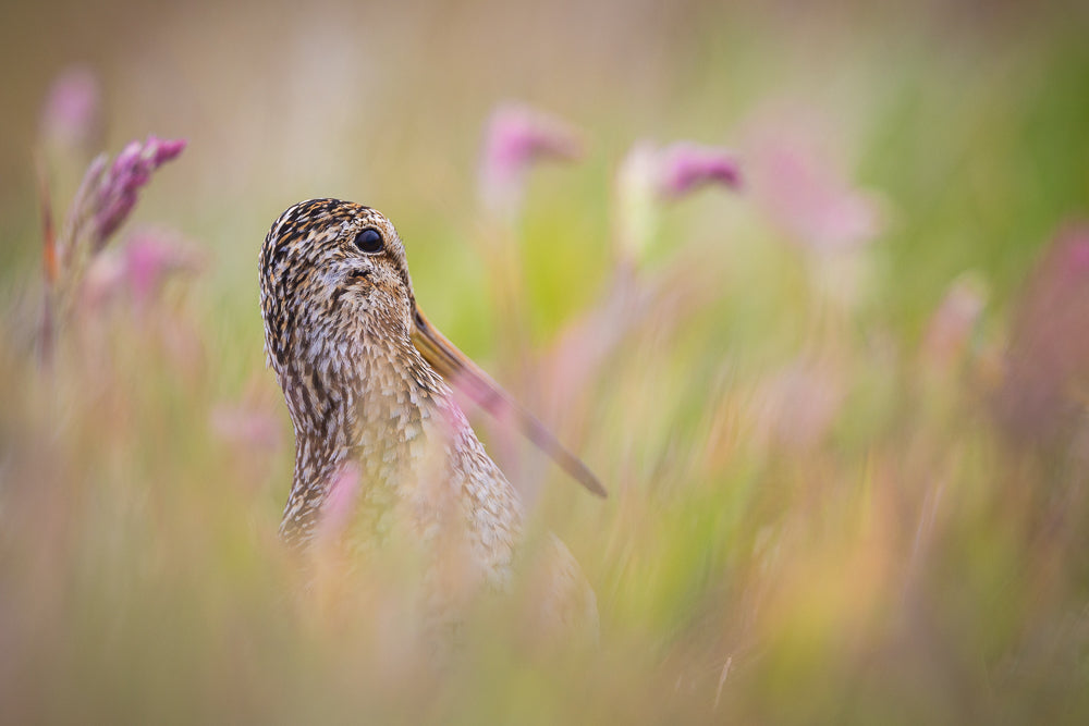 Bird peeking out from behind pink flowers with a blurred natural background