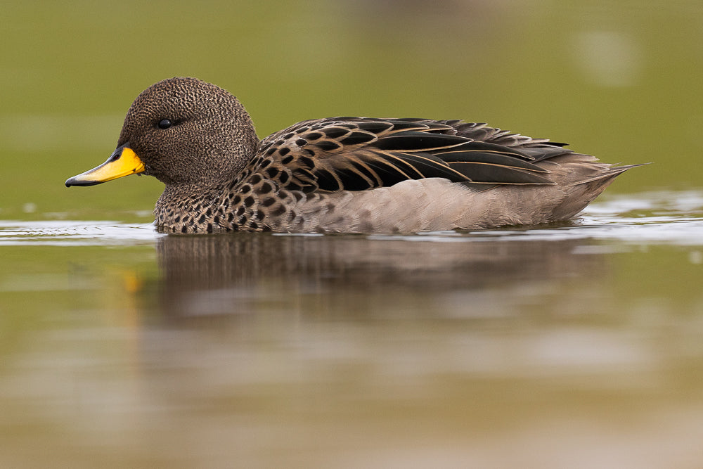 Duck swimming on water with a blurred green background