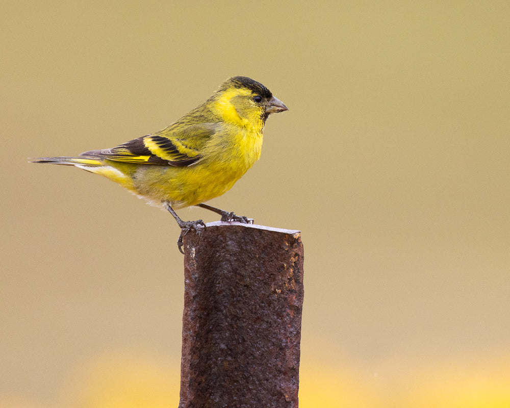 Black-chinned Siskin, Bleaker Island