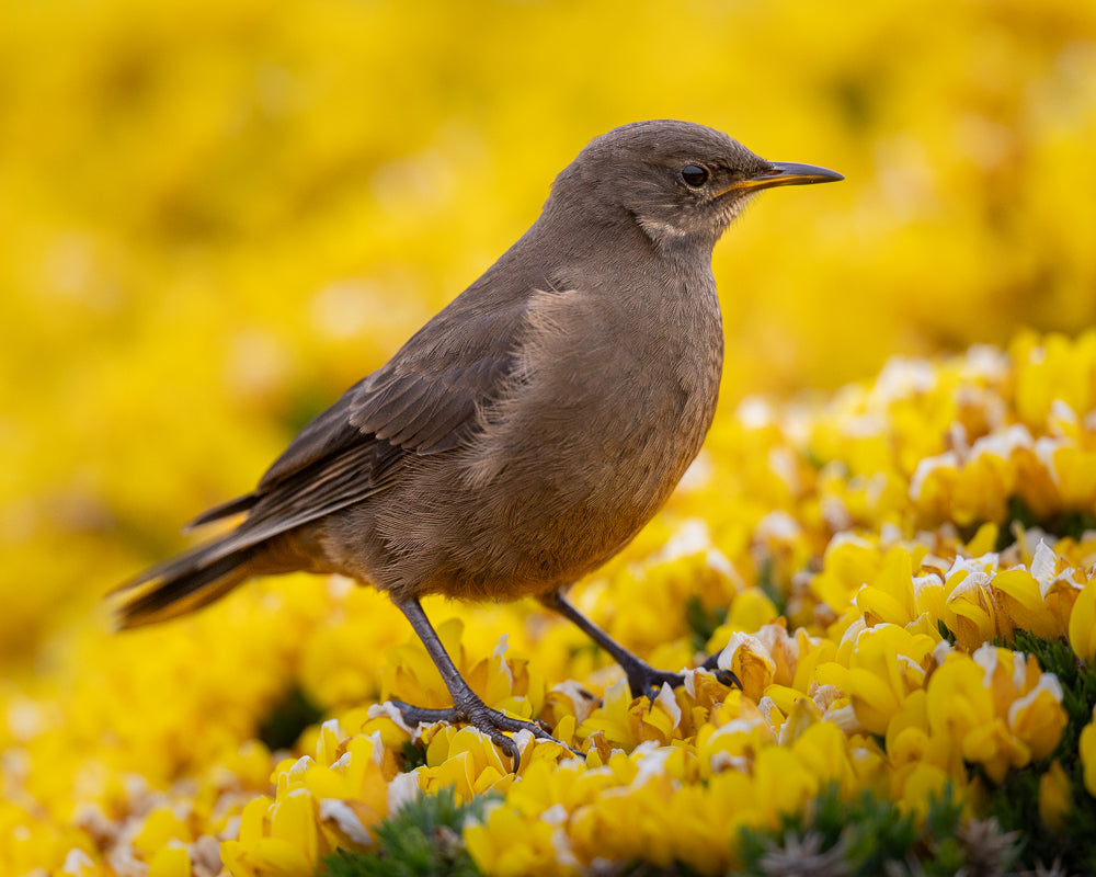 Blackish Cinclodes a.k.a. Tussock bird, Bleaker Island