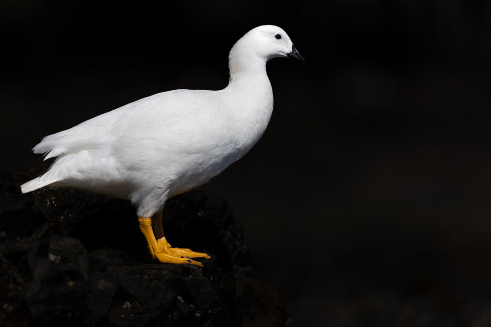 Male kelp goose, Bleaker Island