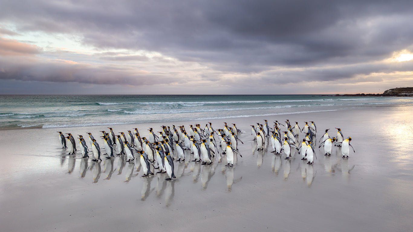 Ultra wide angle view of king penguins on a beach in the Falkland Islands