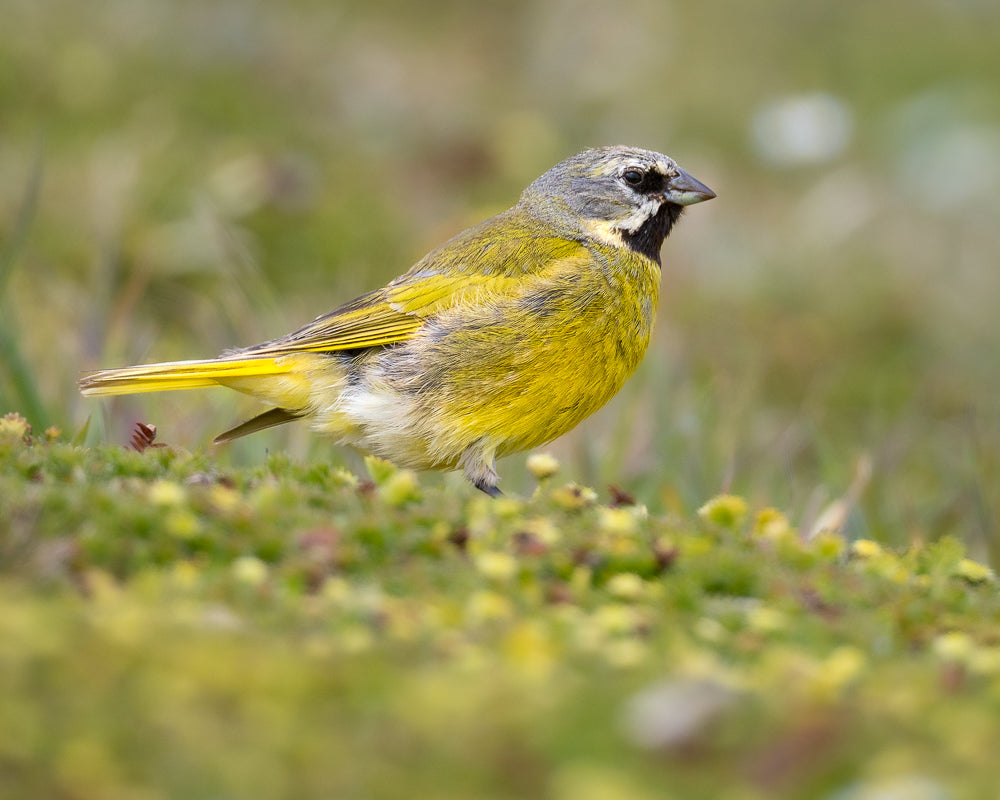 Male white-bridled Finch, Bleaker Island
