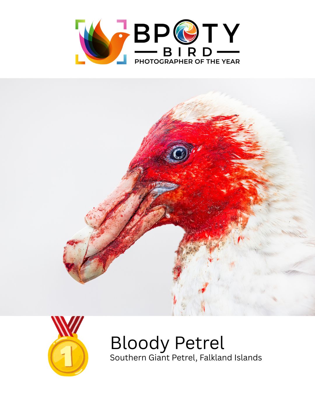 Bloody Petrel