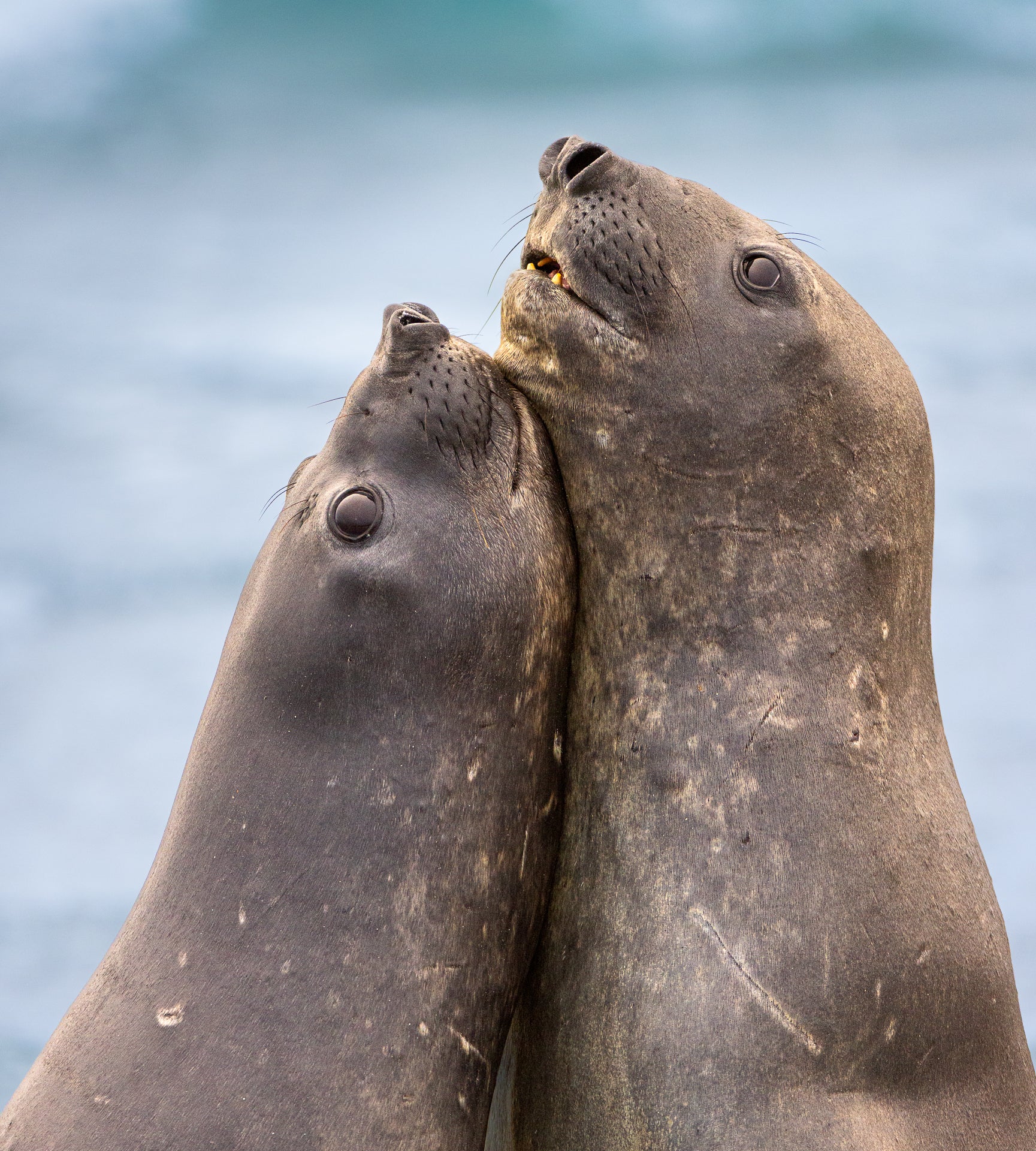 You will witness elephant seals in sparring contests on the beach, which offers great opportunities for intimate portrait of these highly social mammals during my Falkland Island Photo Workshop. 