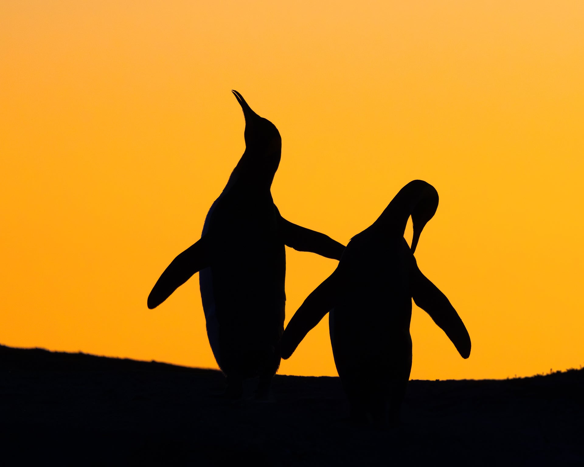Silhouette of a breeding pair of king penguins at sunset. Have will have plenty of close encounters with this iconic species during my exclusive Falkland Islands Wildlife Photography Workshop and be able to photograph them during sunrise and sunset. 
