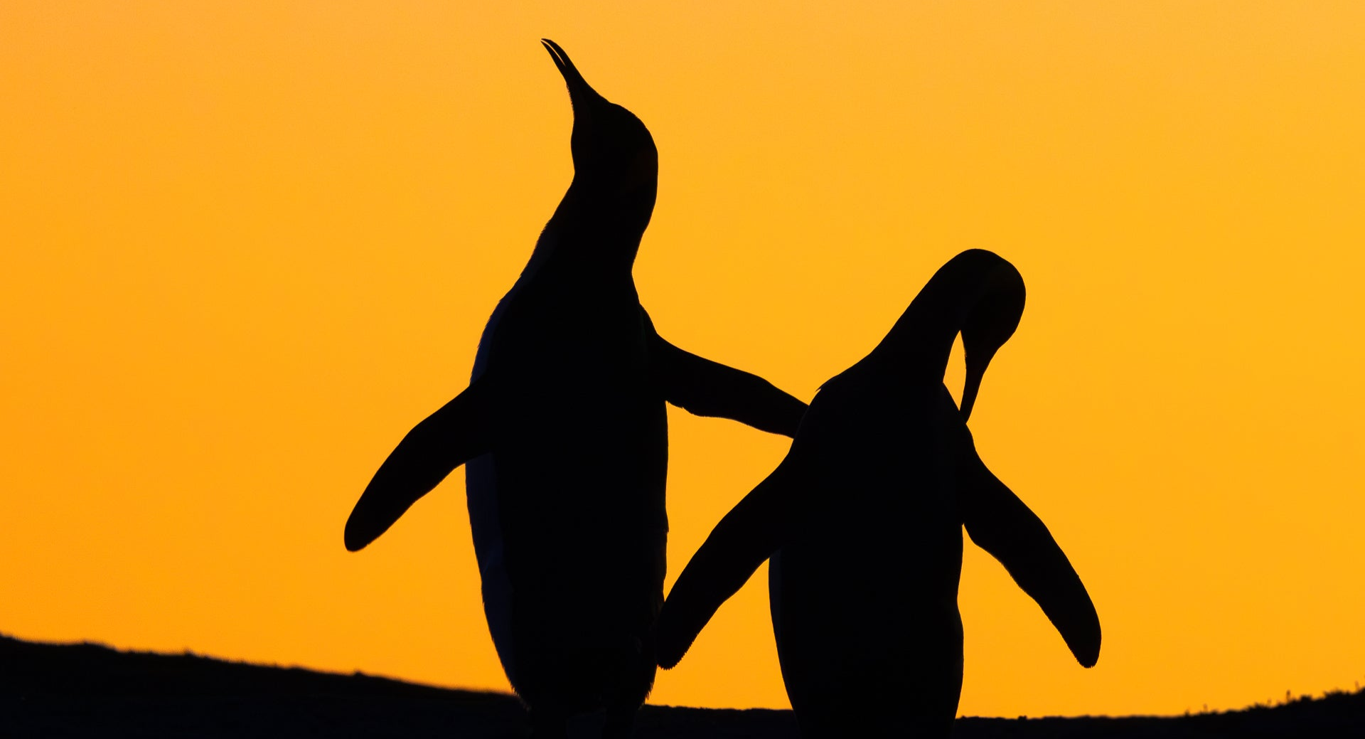 A pair of king penguins backlit against a golden sunset in the Falkland Islands, the destination of this unique hands-on wildlife photography workshop. 