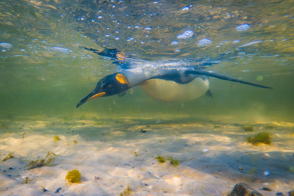 King penguin swimming in shallow water