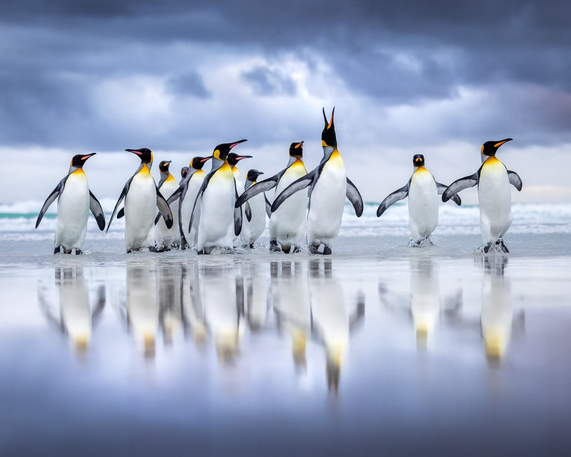 A group of iconic king penguins comes ashore, one of the many extraordinary sights you will witness during my immersive Falkland Islands Wildlife Photography Workshop. 