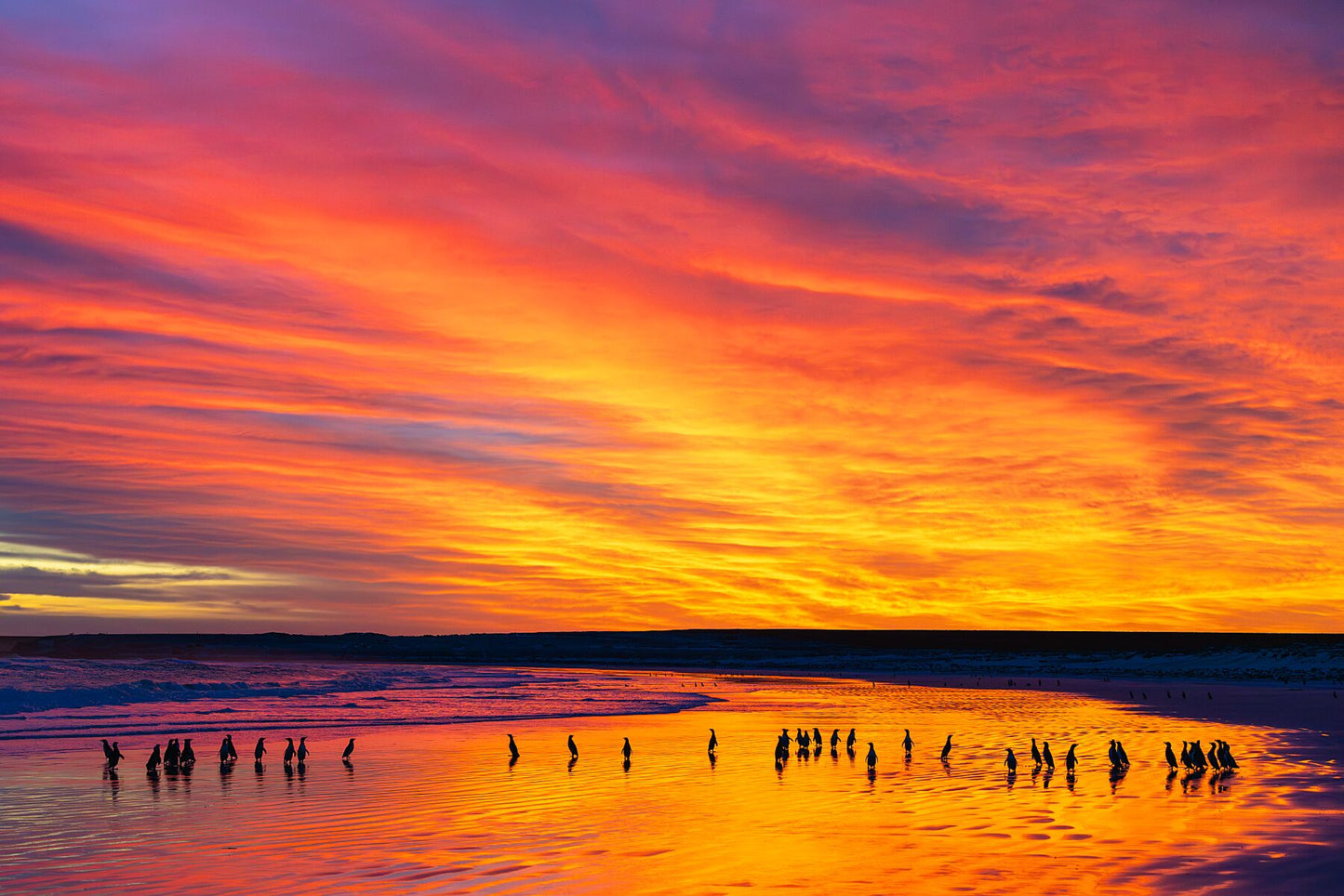 Magellanic penguins assemble on the beach in fantastic early morning light, one of the many extraordinary sights you will witness during my immersive Falkland Islands Wildlife Photography Workshop. 