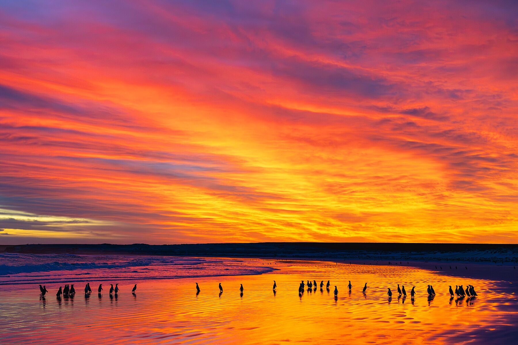 Magellanic penguins assemble on the beach in fantastic early morning light, one of the many extraordinary sights you will witness during my immersive Falkland Islands Wildlife Photography Workshop. 