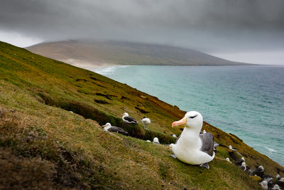 Black-browed Albatross at The Neck, Saunders Island
