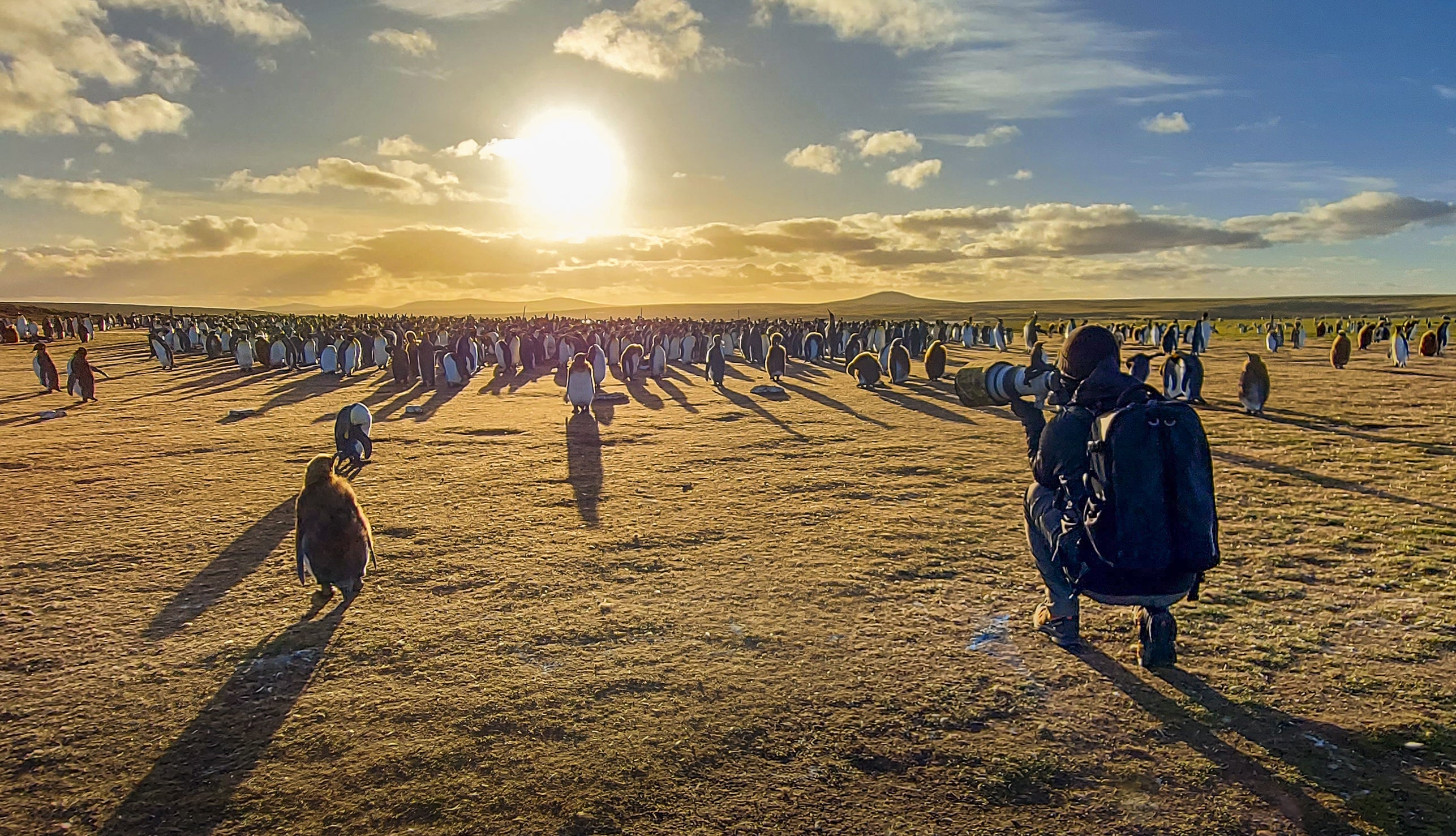 A photo of me in the field at Volunteer Point in the Falkland Islands taking photographs of the king penguin colony at sunset