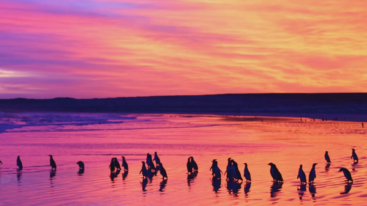 Load video: Footage from the Falkland Islands showcasing four species of penguins that you will be photographing during this tour