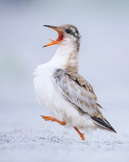 New York Shorebirds