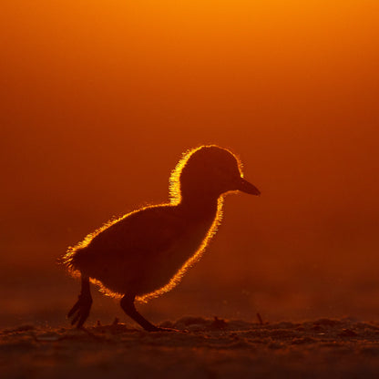 New York Shorebirds