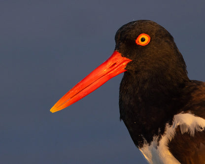 New York Shorebirds