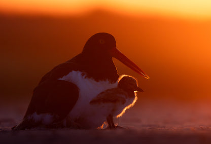 New York Shorebirds