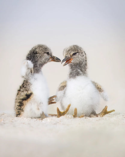 New York Shorebirds