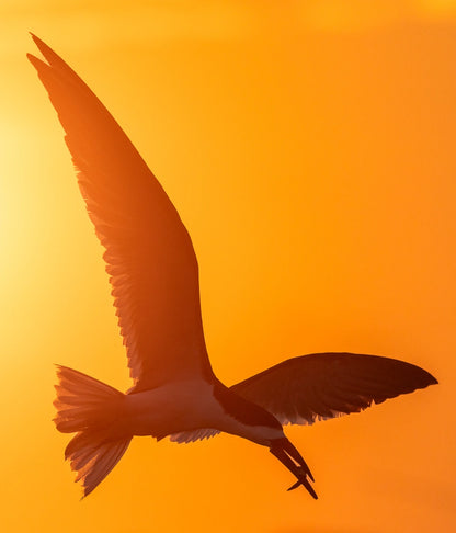 New York Shorebirds