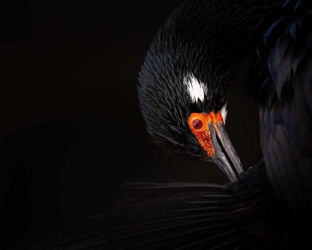 Rock cormorant, Bleaker Island